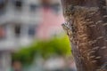 Macro photography of Cicada Orni sitting on a tree Royalty Free Stock Photo