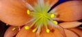 Macro photography.  Clivia flower with stamens.  Orange flowers Royalty Free Stock Photo