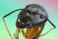 Ant close up eyes insect macro photography