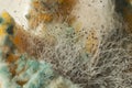 Macro photography close-up of penicillin, green mold, white fluff of tender mold. Mold in the sun. Abstract closeup of penicillin Royalty Free Stock Photo