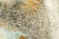 Macro photography close-up of penicillin, green mold, white fluff of tender mold. Mold in the sun. Abstract closeup of penicillin Royalty Free Stock Photo