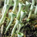 macro photography, close-up photography of a plant