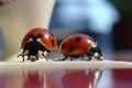 Macro photography, close-up. Two ladybugs on the table next to the chinaware