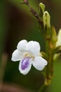 Asystasia Micrantha Chinese Violet little flower Royalty Free Stock Photo