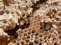 Macro Photography - Closeup shot of abandoned beehive, Photo of dried beehive, Honey bee house, Abandoned bee hive Royalty Free Stock Photo