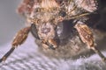 Macro photography of a clothes moth Royalty Free Stock Photo