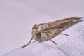 Macro photography of a clothes moth Royalty Free Stock Photo