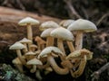 Macro photography of a cluster of tiny honey fungus
