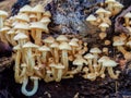 Macro photography of a cluster of tiny honey fungus