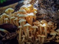 Macro photography of a cluster of tiny honey fungus