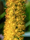 Macro photography of a cluster of the tiny yellow flowers