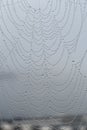 macro photography of cobweb covered in water drops Royalty Free Stock Photo