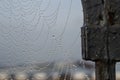 macro photography of cobweb covered in water drops Royalty Free Stock Photo