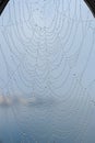macro photography of cobweb covered in water drops Royalty Free Stock Photo