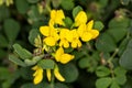 Macro photography of a Coronilla glauca Royalty Free Stock Photo