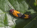 Macro photography of a couple of firebugs mating on an abutilon leaf