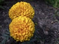 Macro photography of a couple of Mexican marygold flowers Royalty Free Stock Photo