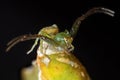 Macro Photo of Crab Spider on Flower Bud Isolated on Black Background Royalty Free Stock Photo