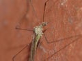 Crane Fly Close Up - daddy long legs Royalty Free Stock Photo