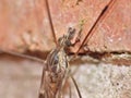 Crane Fly Close Up - daddy long legs Royalty Free Stock Photo