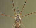 Crane Fly Close Up - daddy long legs Royalty Free Stock Photo