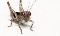 Macro Photo of Cricket Isolated on White Background with Copy Space