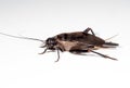 Macro Photo of Cricket Isolated on White Background Royalty Free Stock Photo