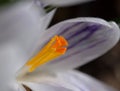 Macro photography of crocus in spring Royalty Free Stock Photo