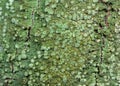 Macro Photo of Crustose lichen on Tree Bark Royalty Free Stock Photo