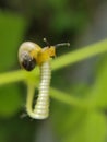 Macro photography of cute and adorable lttle  snail Royalty Free Stock Photo