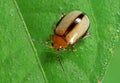 Macro Photo of Cute Little Beetle on Green Leaf Royalty Free Stock Photo