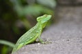 Macro photography of a cute little green iguana with a blurred background