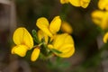 Macro photography of a Cytisus scoparius