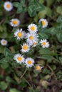 Daisies and clovers bed Royalty Free Stock Photo