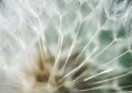 Dandelion blowball soft abstract macro Royalty Free Stock Photo