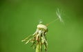 Macro photography of dandelion. An almost naked dandelion flower is left with one seed with small insect on the internal Royalty Free Stock Photo