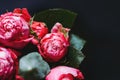 Macro photography of dark pink roses bouquet over blue Royalty Free Stock Photo