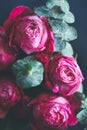 Macro photography of dark pink roses Royalty Free Stock Photo