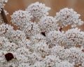 macro photography of a daucus carota flower in full bloom with a small insect Royalty Free Stock Photo