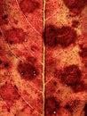 Macro photography of a dead leaf and its veins Royalty Free Stock Photo