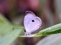 macro photography-defocus photo-a butterfly on a leaf on a blurred background Royalty Free Stock Photo