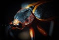 Macro photography of a defoliating beetle. Close up. Selective focus Royalty Free Stock Photo