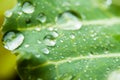 Macro photography of dew drops on a green cabbage leaf. Selective focus Royalty Free Stock Photo