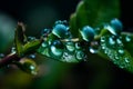 macro photography of dew on the leaf