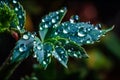 macro photography of dew on the leaf