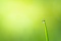 Macro photography of dewdrop on green grass in the morning