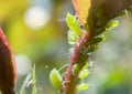 Macro photography. Different sizes aphids swarm gathering on a fresh spring rose leaf Royalty Free Stock Photo