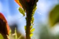 Macro photography. Different sizes aphids swarm gathering on a fresh spring rose leaf. Royalty Free Stock Photo