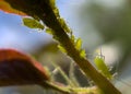 Macro photography. Different sizes aphids swarm gathering on a fresh spring rose leaf. Royalty Free Stock Photo