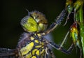 Fotografia da libellula 